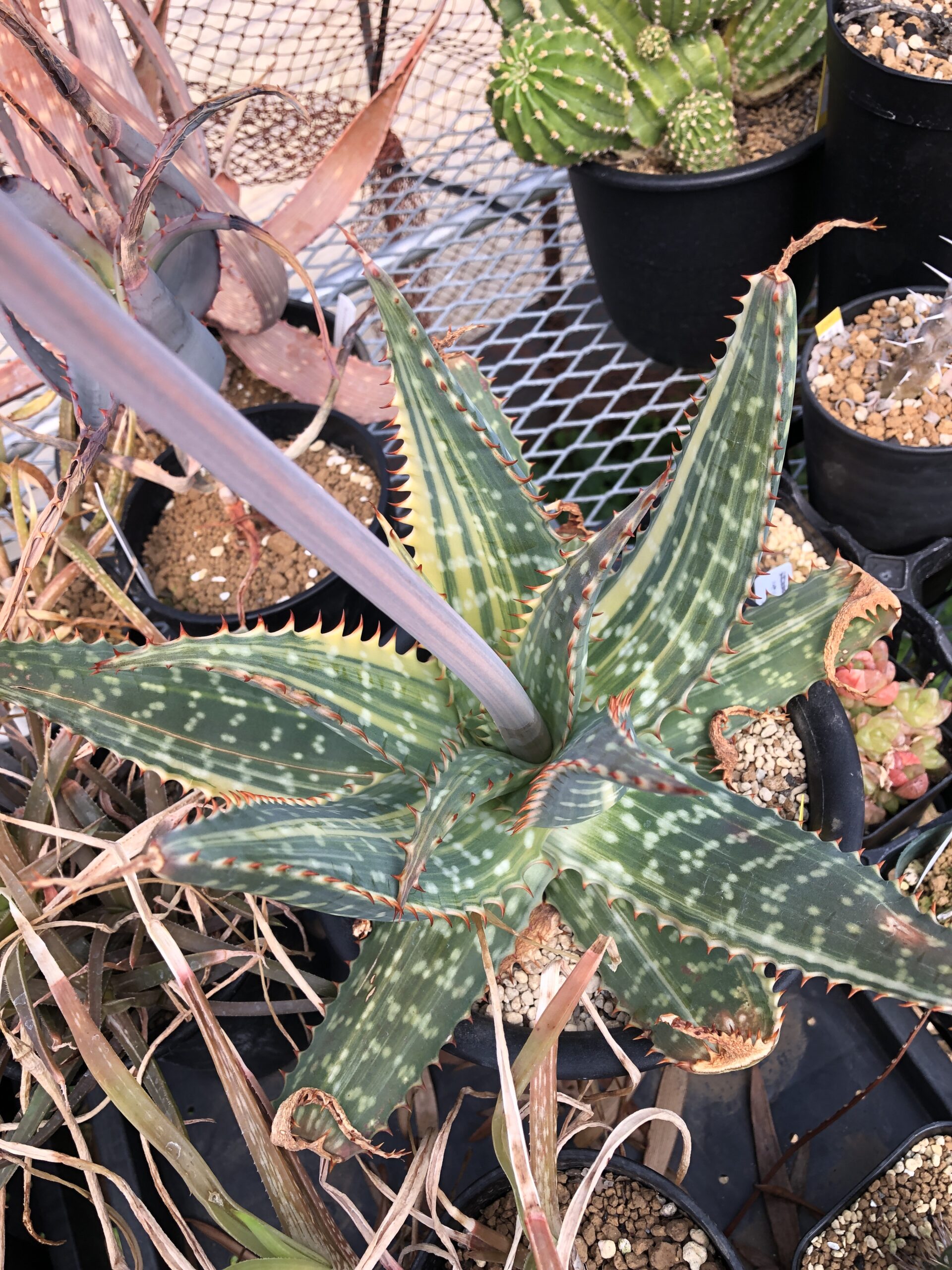 アロエ ペグレラエ Aloe Peglerae もくばらやの気楽な栽培記録